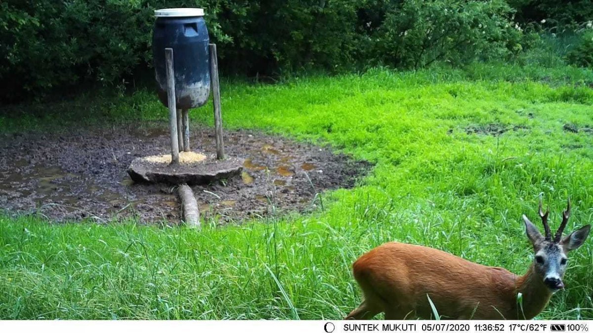 Macaméradechasse Caméra de Chasse 4G HC900 – Alertes Instantanées sur Mobile