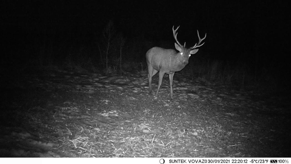 Macaméradechasse Caméra de Chasse 4G HC900 – Alertes Instantanées sur Mobile